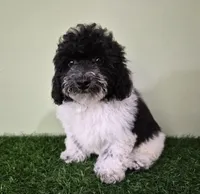 Cooper, a male Poodle - Miniature  for sale in North Canton, OH – 2 of 9