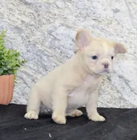 Carla Female AKC French Bulldog, a female French Bulldog for sale in North Canton, OH – 10 of 10