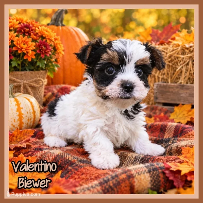 Valentino – Yorkshire Terrier puppy for sale in North Canton, OH