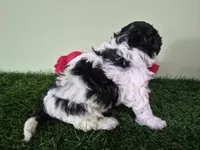 Cooper, a male Poodle - Miniature  for sale in North Canton, OH – 6 of 6