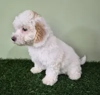 Mercedes, a female Poodle - Miniature  for sale in North Canton, OH – 5 of 10