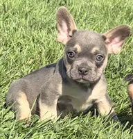 Frankie Male AKC French Bulldog, a male French Bulldog for sale in North Canton, OH – 4 of 9
