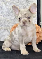 Ernie Male AKC French Bulldog, a male French Bulldog for sale in North Canton, OH – 5 of 7