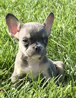 Cheri Female AKC French Bulldog, a female French Bulldog for sale in North Canton, OH – 3 of 5