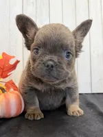 Davy Male Fluffy AKC French Bulldog, a male French Bulldog for sale in North Canton, OH – 4 of 9