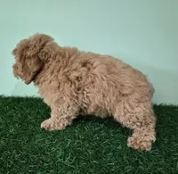 Nova, a female Poodle - Miniature  for sale in North Canton, OH – 7 of 9