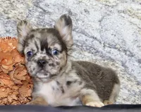 Janet Female AKC Fluffy French Bulldog, a female French Bulldog for sale in North Canton, OH – 5 of 10