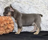 Holly Female AKC French Bulldog, a female French Bulldog for sale in North Canton, OH – 6 of 9