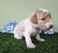 Ferrari, a male Poodle - Miniature  for sale in North Canton, OH – 4 of 6