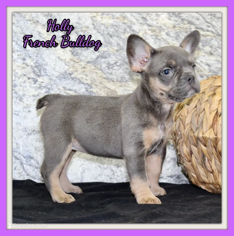 Holly Female AKC French Bulldog – French Bulldog puppy for sale in North Canton, OH