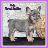 Holly Female AKC French Bulldog, a female French Bulldog for sale in North Canton, OH – 1 of 9