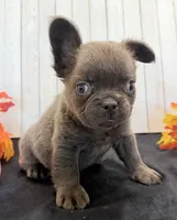 Duke Male Fluffy AKC French Bulldog, a male French Bulldog for sale in North Canton, OH – 2 of 7