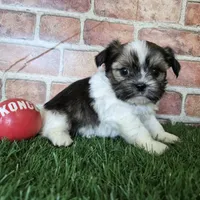 Cowboy, a male Shorkie for sale in North Canton, OH – Photo 6 of 7