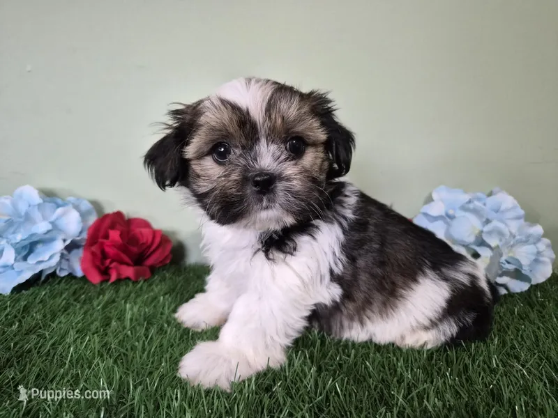 Cowboy – Shorkie puppy for sale in North Canton, OH