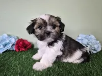 Cowboy, a male Shorkie for sale in North Canton, OH – Photo 1 of 7