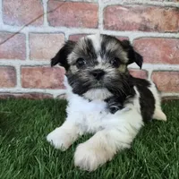 Cowboy, a male Shorkie for sale in North Canton, OH – Photo 5 of 7