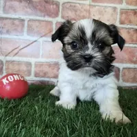 Cowboy, a male Shorkie for sale in North Canton, OH – Photo 4 of 7