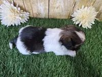 Cowboy, a male Shorkie for sale in North Canton, OH – Photo 6 of 7