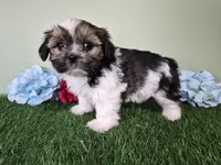 Cowboy, a male Shorkie for sale in North Canton, OH – Photo 3 of 7
