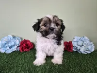 Cowboy, a male Shorkie for sale in North Canton, OH – Photo 2 of 7
