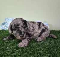 Chevy, a male Poodle - Miniature  for sale in North Canton, OH – 4 of 6