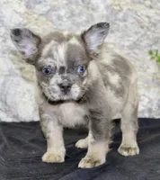Lance Male AKC French Bulldog, a male French Bulldog for sale in North Canton, OH – 2 of 6