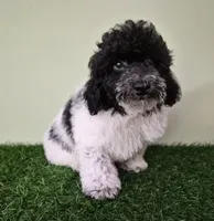 Cooper, a male Poodle - Miniature  for sale in North Canton, OH – 4 of 9