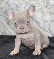Amber Female AKC French Bulldog, a female French Bulldog for sale in North Canton, OH – 8 of 8