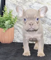 Amber Female AKC French Bulldog, a female French Bulldog for sale in North Canton, OH – 6 of 8
