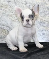 Barlow Male AKC French Bulldog, a male French Bulldog for sale in North Canton, OH – 6 of 6