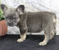 Crystal Female AKC French Bulldog, a female French Bulldog for sale in North Canton, OH – 5 of 6