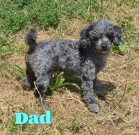 Nova, a female Poodle - Miniature  for sale in North Canton, OH – 9 of 9