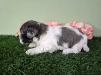 Chevelle, a female Poodle - Miniature  for sale in North Canton, OH – 6 of 6