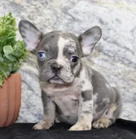 Michelle Female AKC French Bulldog, a female French Bulldog for sale in North Canton, OH – 4 of 6