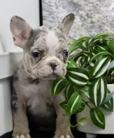 Zach, a male French Bulldog for sale in North Canton, OH – Photo 4 of 7