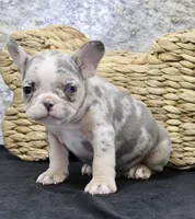 Zach, a male French Bulldog for sale in North Canton, OH – Photo 3 of 7