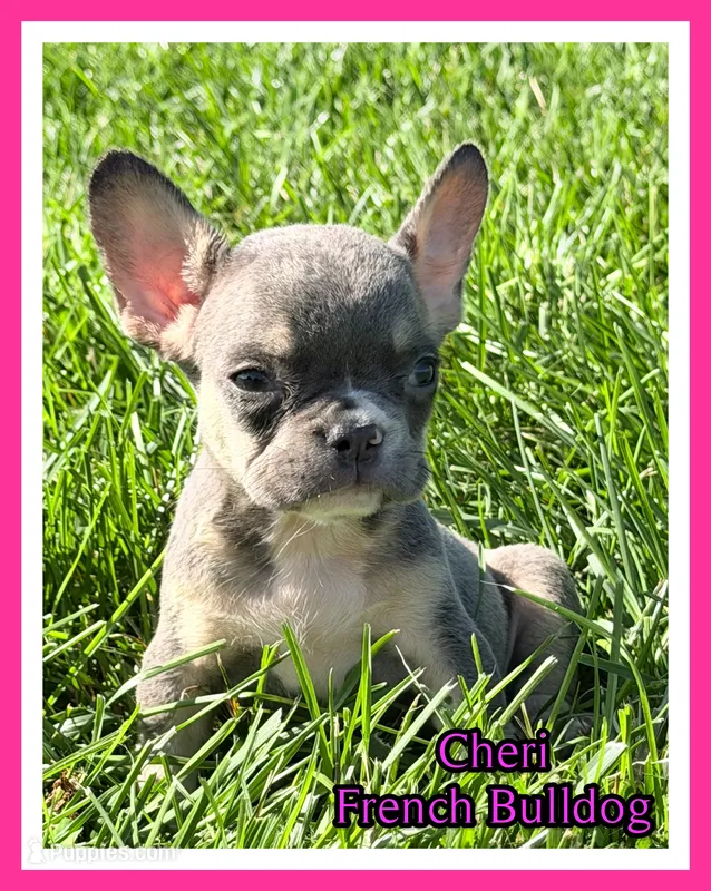 Cheri Female AKC French Bulldog – French Bulldog puppy for sale in North Canton, OH