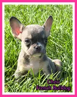 Cheri Female AKC French Bulldog, a female French Bulldog for sale in North Canton, OH – 1 of 5