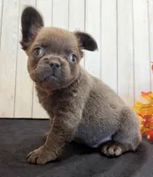 Duke Male Fluffy AKC French Bulldog, a male French Bulldog for sale in North Canton, OH – 5 of 7