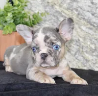 Maggie Female AKC French Bulldog, a female French Bulldog for sale in North Canton, OH – 2 of 5