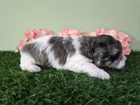 Chevelle, a female Poodle - Miniature  for sale in North Canton, OH – 5 of 6
