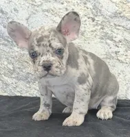 Birdie Female AKC French Bulldog, a female French Bulldog for sale in North Canton, OH – 4 of 6