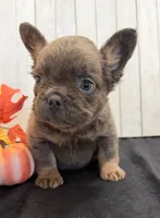 Davy Male Fluffy AKC French Bulldog, a male French Bulldog for sale in North Canton, OH – 3 of 9