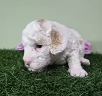 Mercedes, a female Poodle - Miniature  for sale in North Canton, OH – 3 of 6