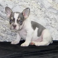 Brent Male AKC French Bulldog, a male French Bulldog for sale in North Canton, OH – 3 of 5