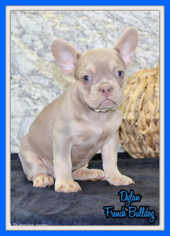 Dylan Male AKC French Bulldog – French Bulldog puppy for sale in North Canton, OH
