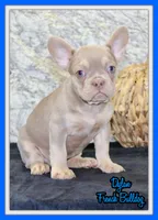 Dylan Male AKC French Bulldog, a male French Bulldog for sale in North Canton, OH – 1 of 5