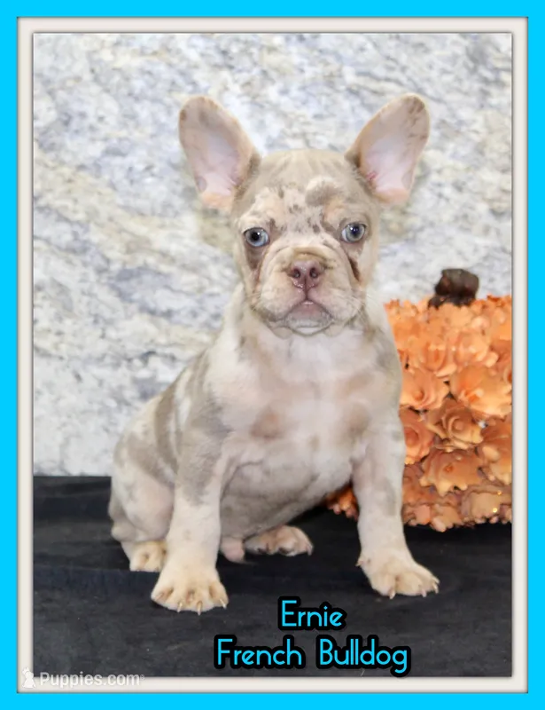 Ernie Male AKC French Bulldog – French Bulldog puppy for sale in North Canton, OH