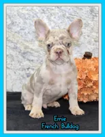 Ernie Male AKC French Bulldog, a male French Bulldog for sale in North Canton, OH – 1 of 7