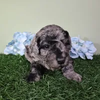 Chevy, a male Poodle - Miniature  for sale in North Canton, OH – 2 of 6
